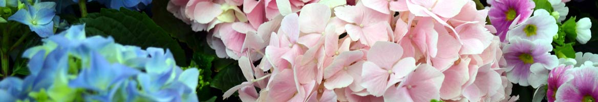 Shop Flowers & Plants Stores Flowers & Plants