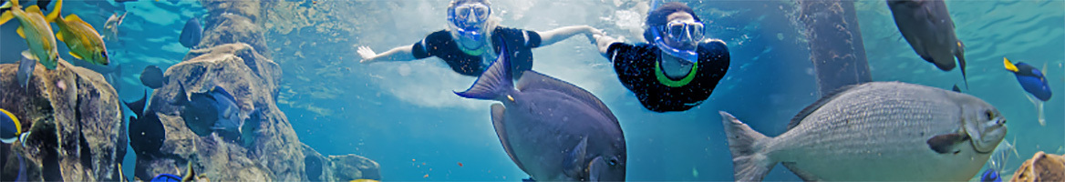 Discovery Cove Coupons, Promo Codes & Cash Back