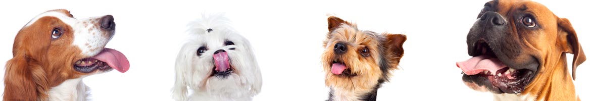 Embark Veterinary Coupons, Promo Codes & Cash Back