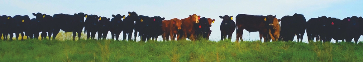 Grassland Beef Coupons, Promo Codes & Cash Back